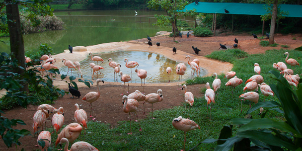 zoologico-sao-paulo-zoo-safari-flamingos