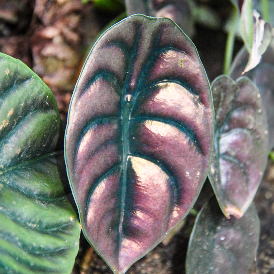 Sítio Roberto Burle Marx