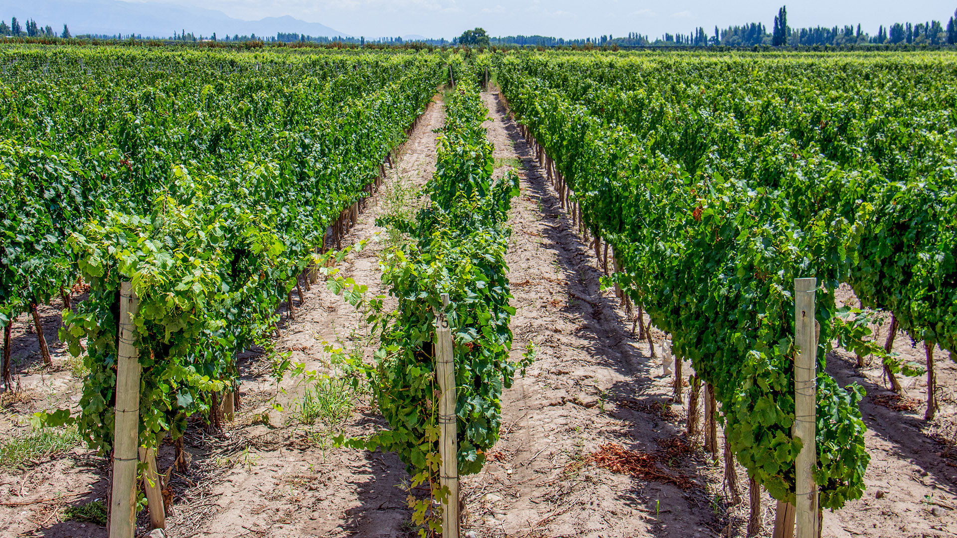 Mendoza: escolha sua vinícola